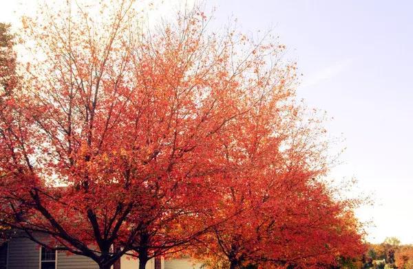 美国有几种高中,美国的高中好吗