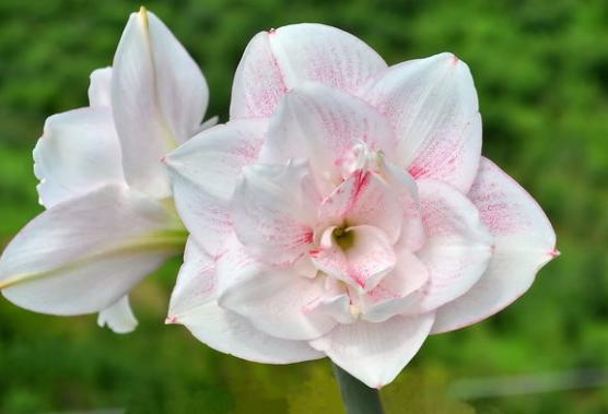 朱顶红2厘米小球要养多久开花,每天分享朱顶红养殖小常识