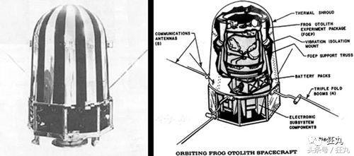 你知道青蛙旅行好玩，但不一定知道真正的青蛙早就玩过太空7日游
