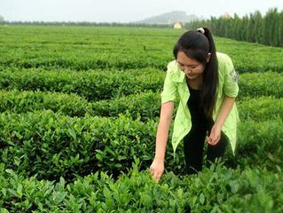 加微信卖茶叶的女孩,小姑娘微信卖茶叶