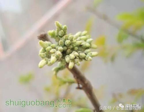 乌饭树做盆景教程,大叶乌饭树和小叶乌饭树都开花吗