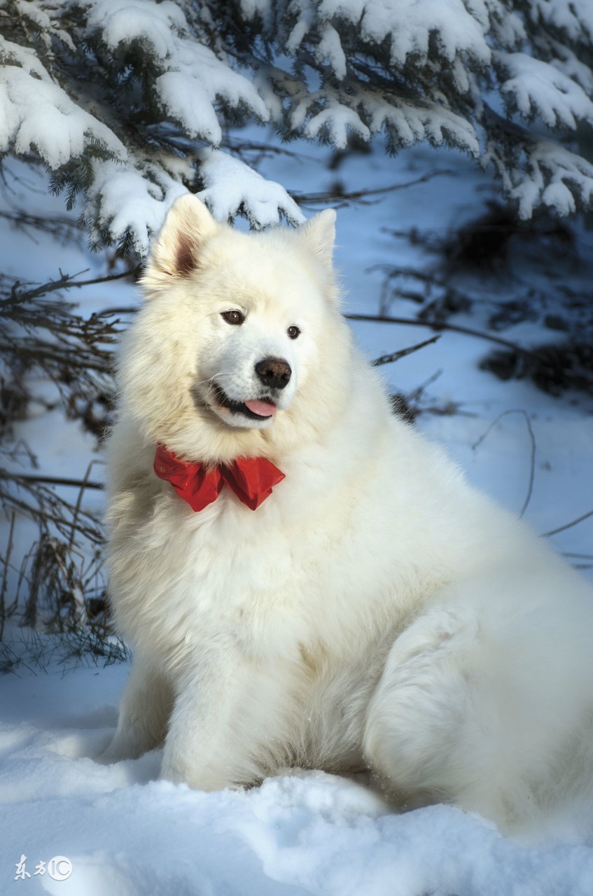 雪橇三傻萨摩耶用不用拉雪橇,真正的西伯利亚雪橇犬萨摩耶