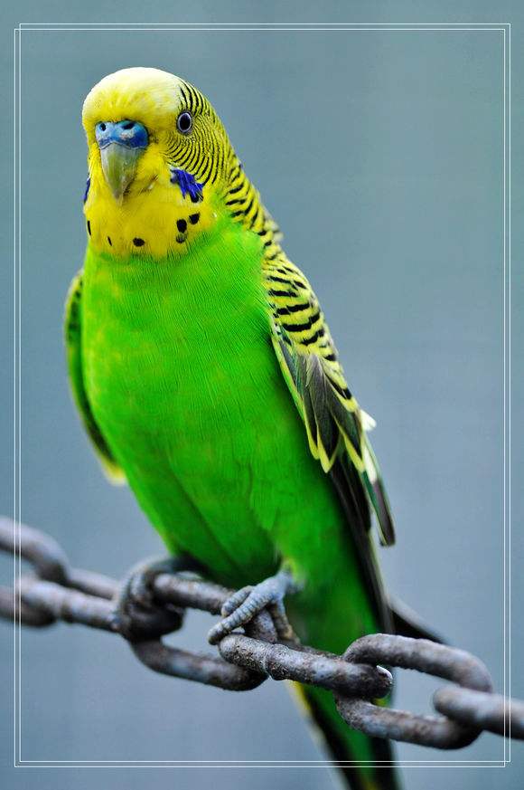 小型粘人的鸟类宠物有哪些,白领适合养什么宠物鸟类