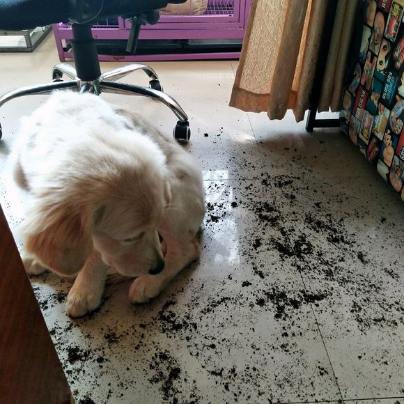 花了600买一只羊,花600买了只猫