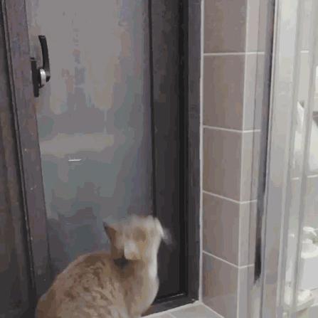 猫奴必做攻略,猫奴必看喵星人