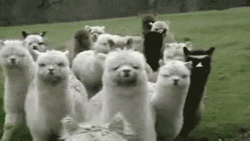 阿尔巴卡是怎么样的,如何区分阿尔巴卡