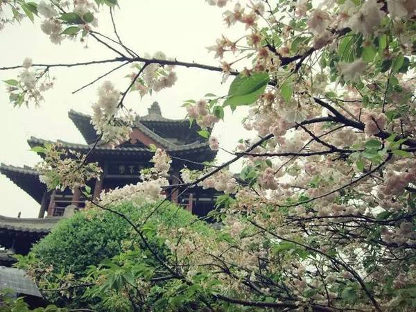 去日本看樱花攻略,去日本看樱花的攻略