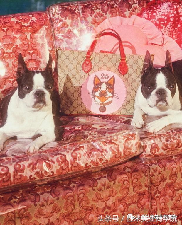 狗年财运最好的地方,狗年发财什么意思