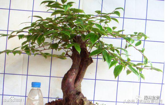 乌饭树做盆景教程,大叶乌饭树和小叶乌饭树都开花吗