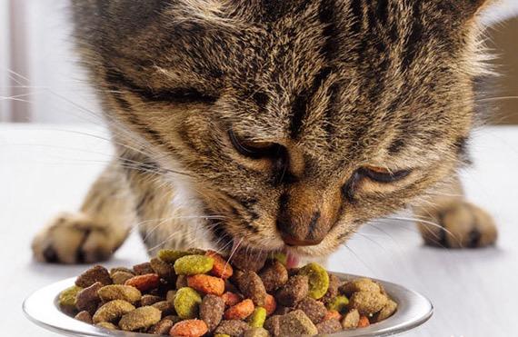 老龄猫的健康问题