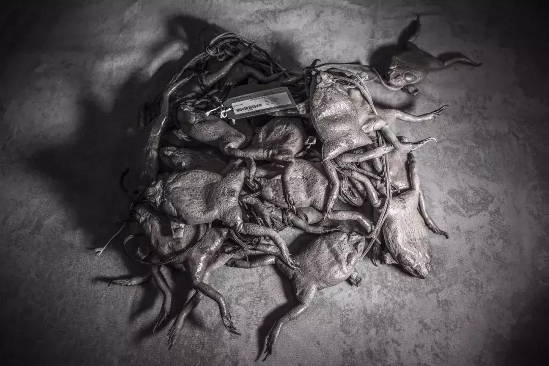 澳洲大量狗舔蟾蜍上瘾,狗狗舔到蟾蜍有没有事