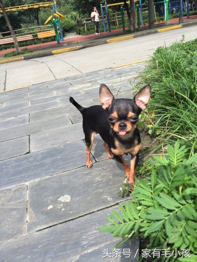 吉娃娃的舌头怎样才能收回去,吉娃娃舌头一直在外面