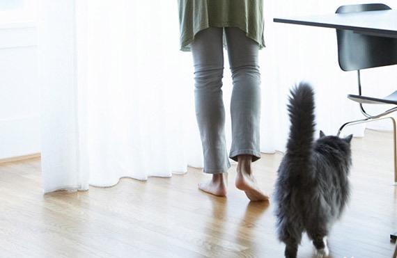 老龄猫的健康问题