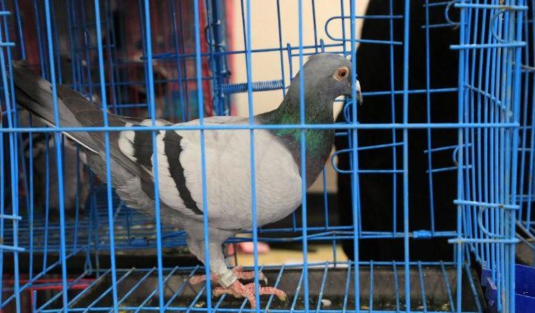 鸽棚一年抓多少只天落鸽,鸽友抓到天落鸟