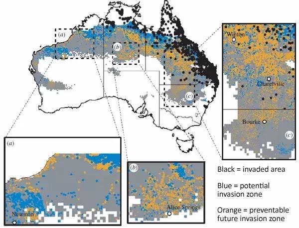 澳洲大量狗舔蟾蜍上瘾,狗狗舔到蟾蜍有没有事