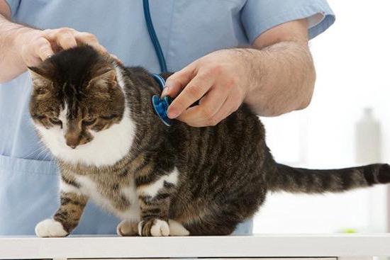 老龄猫的健康问题