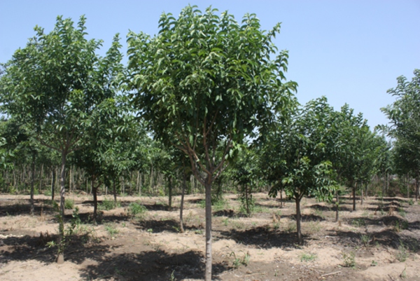 丝棉木价格一般多少钱,丝棉木的价值及功效