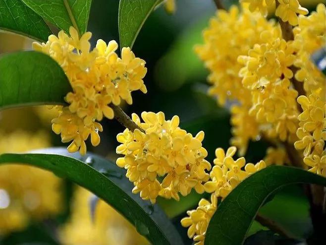 国货好物推荐性价比,国货超好用便宜