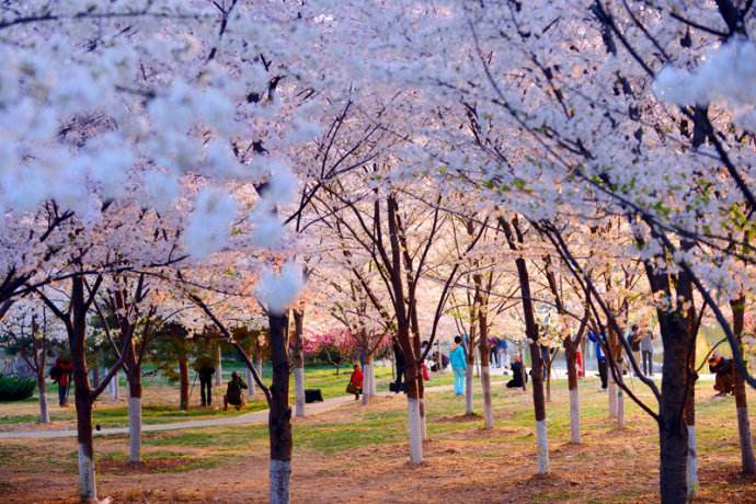 去日本看樱花攻略,去日本看樱花的攻略