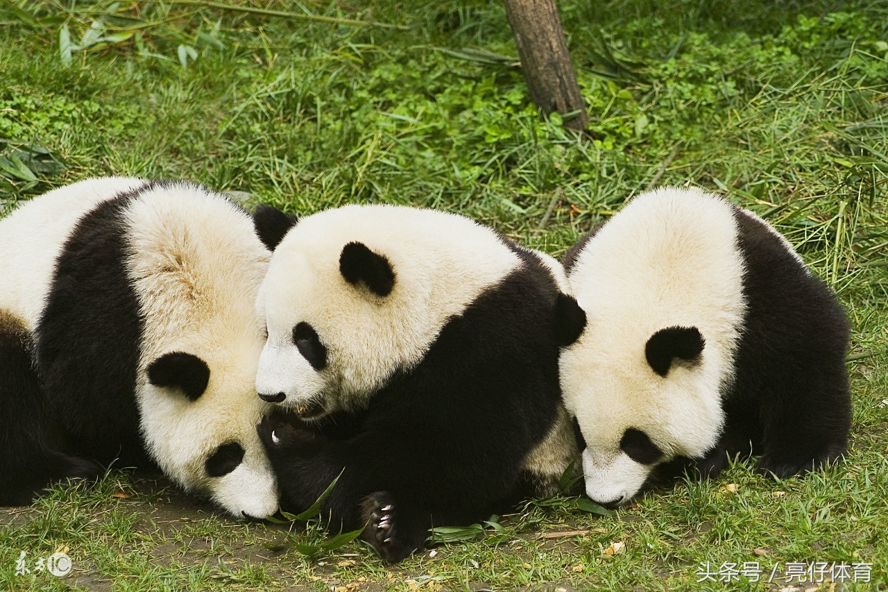 国青u19最新名单,国青队u19最新名单