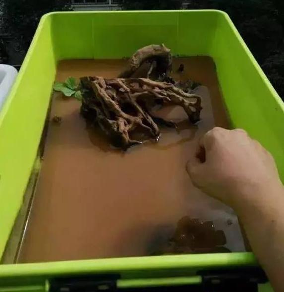 泥水养龟乌龟总是钻泥,龟友交流学习的一天