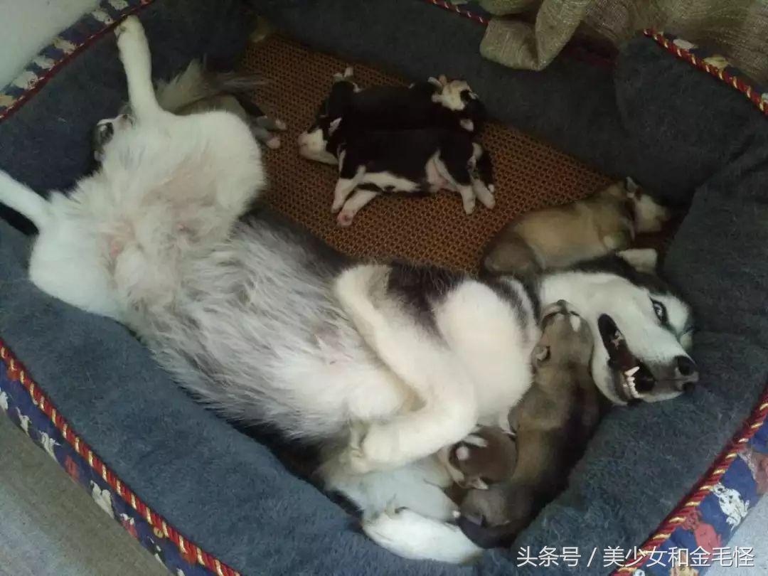 母犬需要注意的问题:难产,如何正确认识、预防和治疗难产呢?