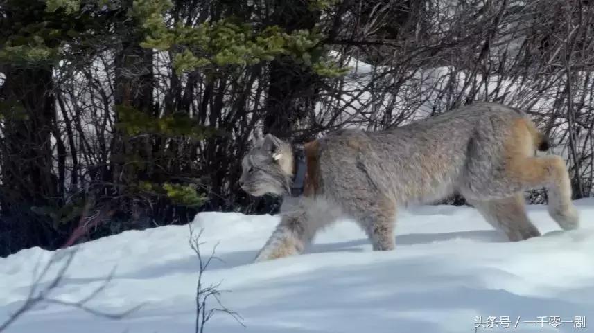 我打赌，这部「三级片」让你从此走上喵生巅峰！
