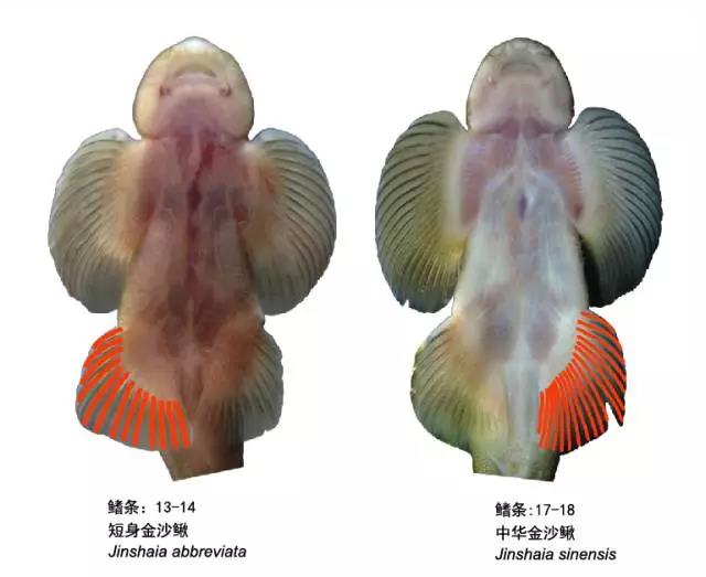 清洁鱼缸吸鳅和清道夫哪个好,如何养好吸鳅