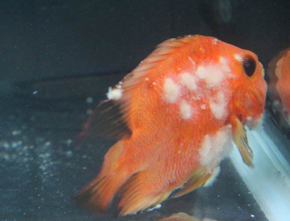 鱼类水霉病用什么消毒,鱼类水霉病防治方法