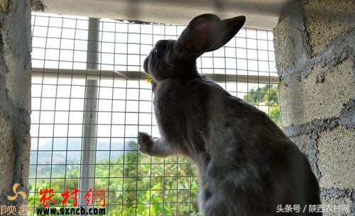 农村挣钱小门路,农村最挣钱的商机