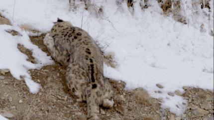 我打赌，这部「三级片」让你从此走上喵生巅峰！