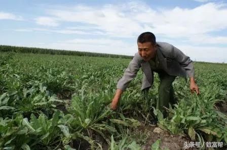 种植板蓝根致富,成为农业技术专家
