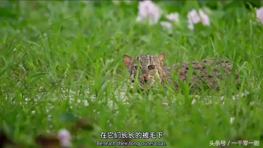 我打赌，这部「三级片」让你从此走上喵生巅峰！