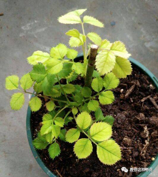 花草树木叶子发黄是什么原因,冬天为什么花卉叶子会发黄