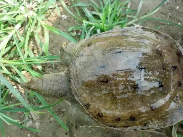 农村乡下水里的这些野货，你小时候有没有捉过？觉得好吃吗？