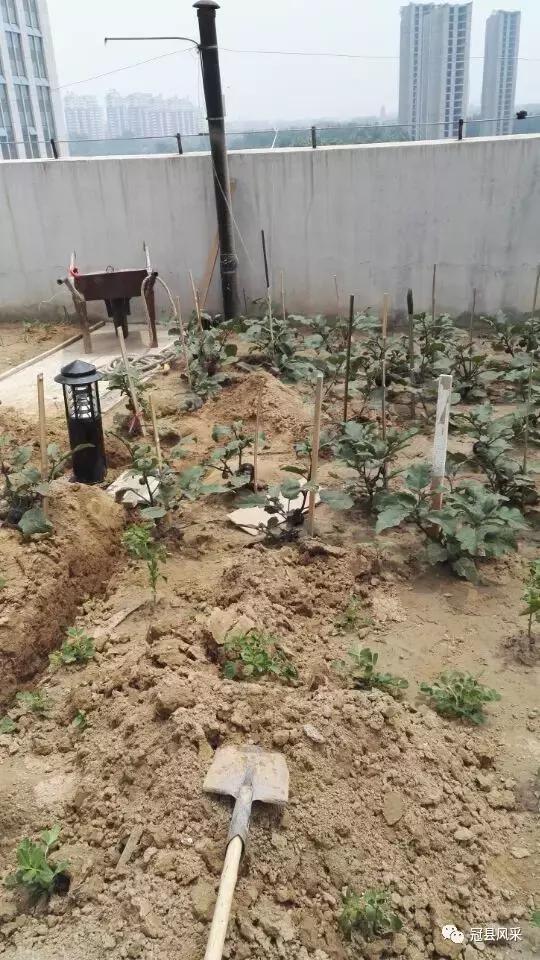 冠县的空中花园,冠县花园