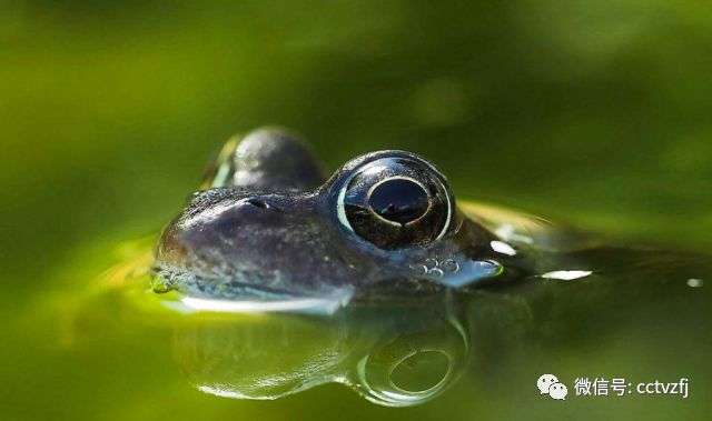 养蛙旅行,养蛙指南