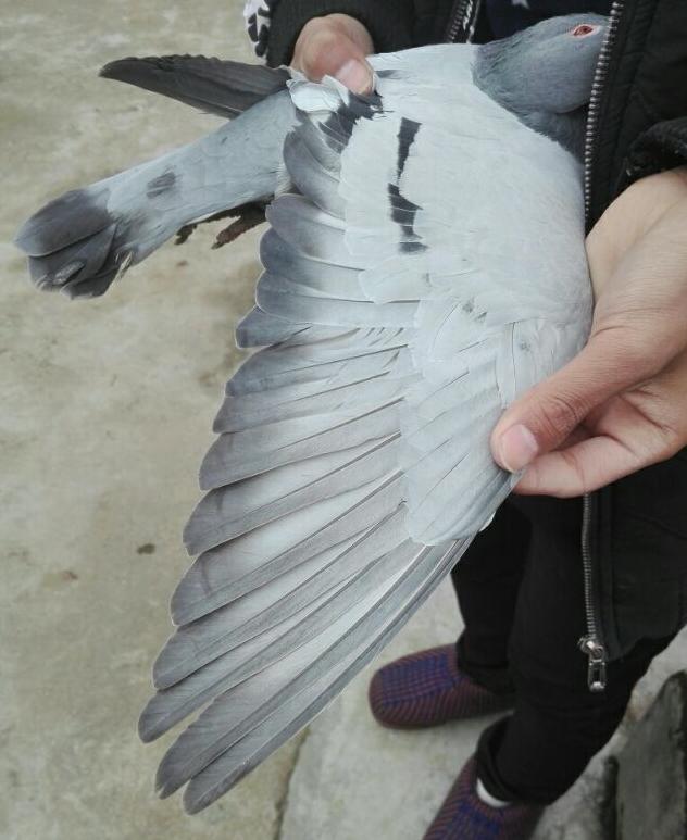 什么地方容易抓天落鸟,什么地方的天落鸟比较多