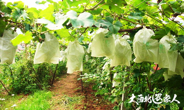 葡萄园管理方法视频,葡萄园套袋手法