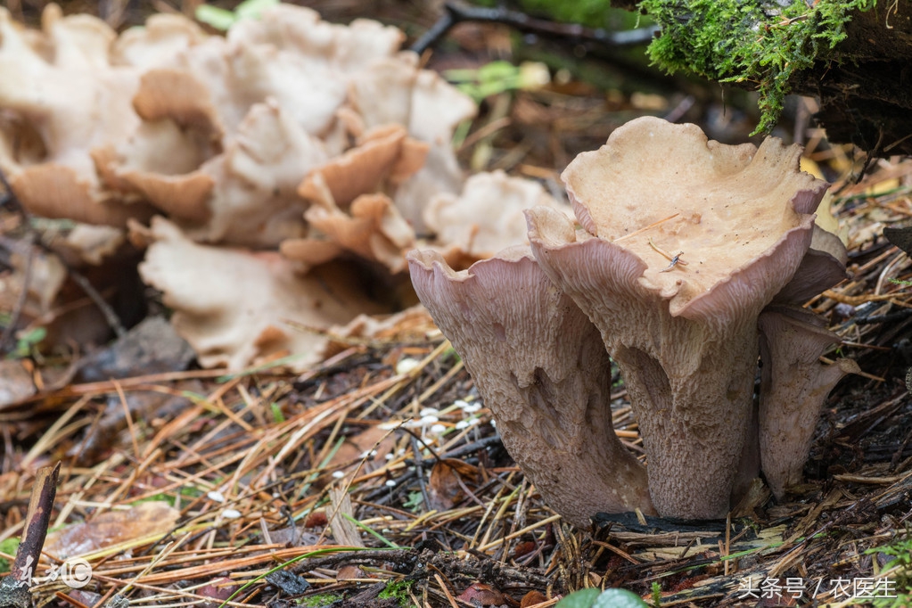 香菇种植有哪些病虫害,香菇的种植技术和病虫害