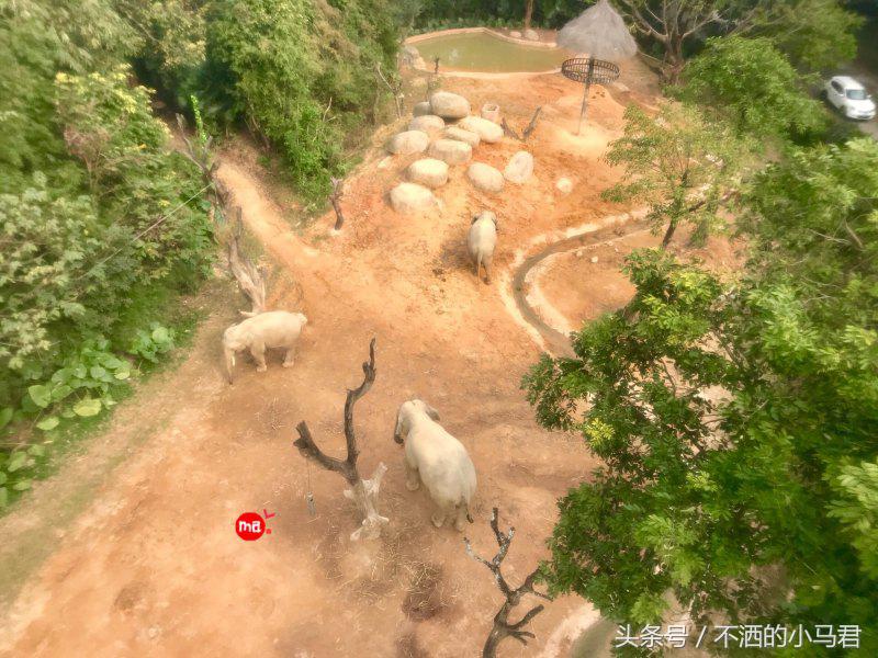 长隆野生动物园3天2晚亲子游,广州长隆野生动物园亲子游攻略