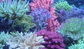 宝石的种类和价值,适当便宜一点的宝石种类