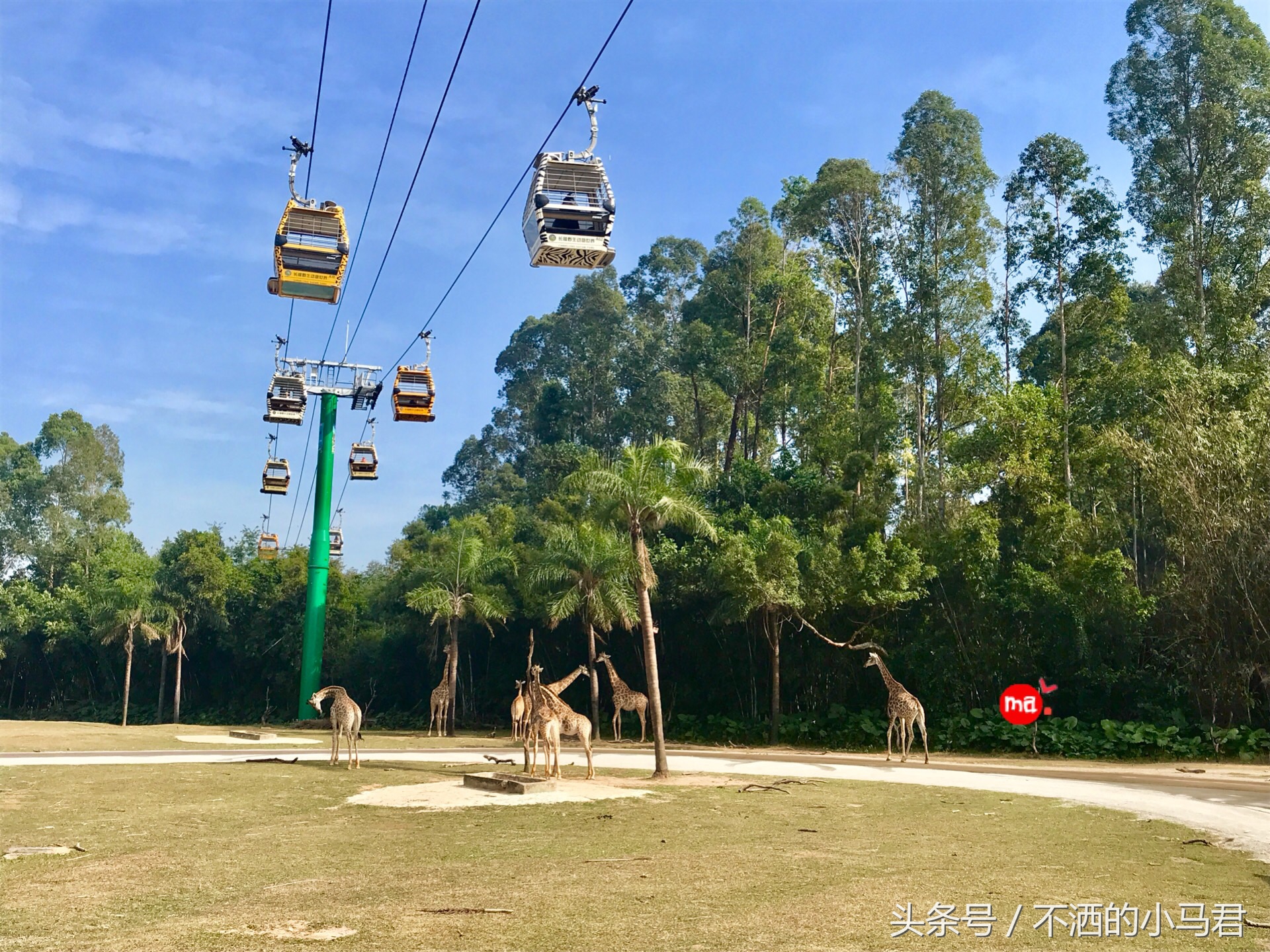 长隆野生动物园3天2晚亲子游,广州长隆野生动物园亲子游攻略