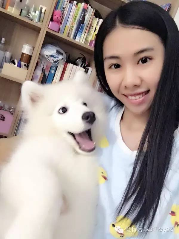 关于萨摩耶可爱的照片,萨摩耶有胎毛吗