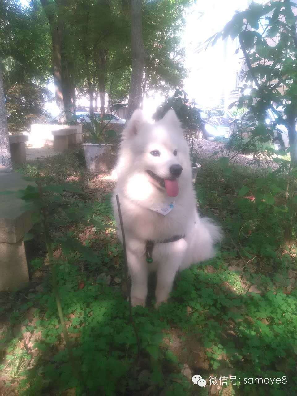 关于萨摩耶可爱的照片,萨摩耶有胎毛吗