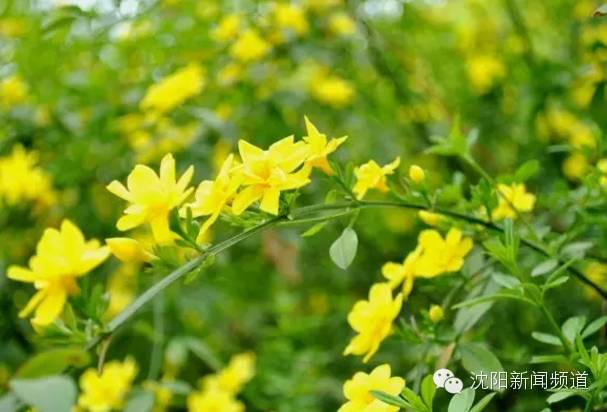 五一沈阳亲子游推荐 (2022年沈阳五一户外好玩的地方)