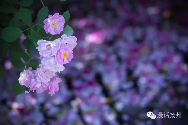 狂风过后蓝天白云天上飘,狂风过后晴空万里