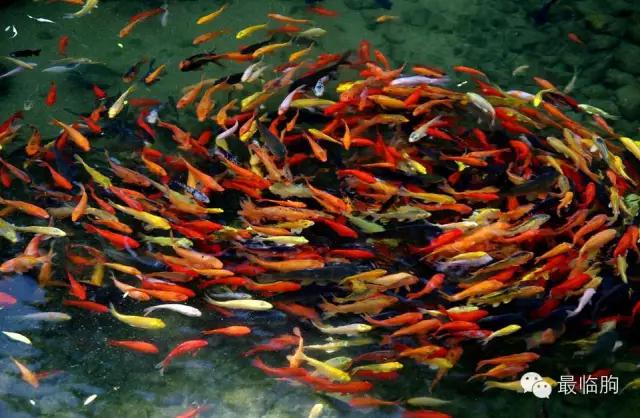 临朐方言潍坊人听不懂,临朐方言总汇