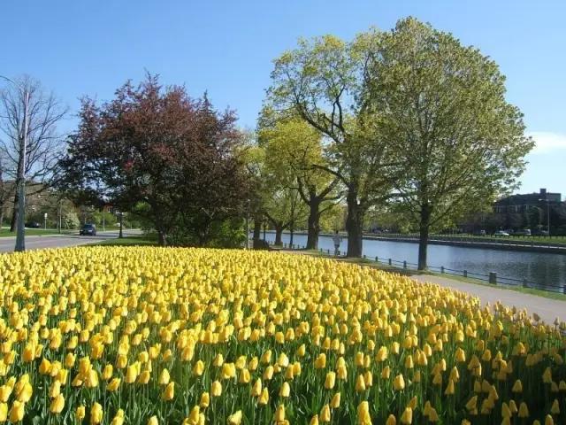 郁金香花节,全世界最大的郁金香