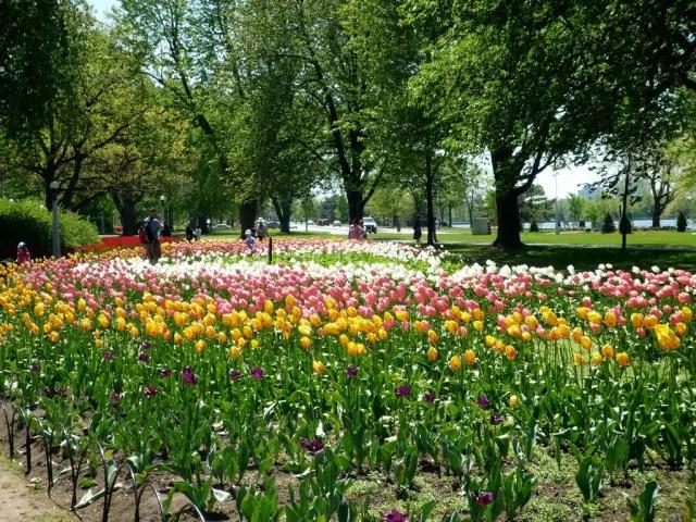 郁金香花节,全世界最大的郁金香